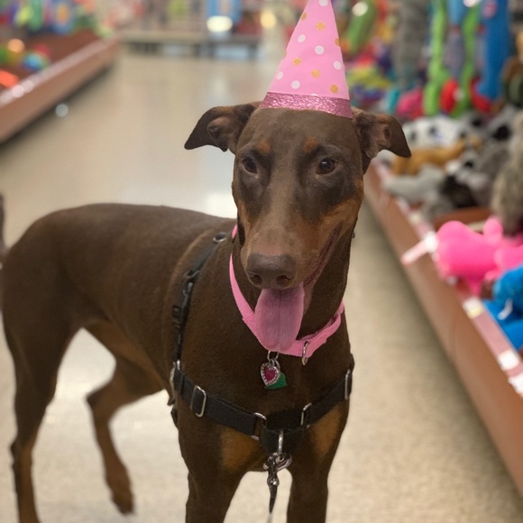 Meet your Posher, Kelly - Picture 5 of 8